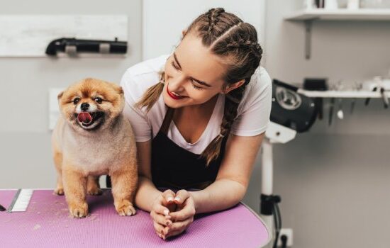 Groomer – kto to? Ile zarabia groomer? Gdzie odbyć kurs groomerski?