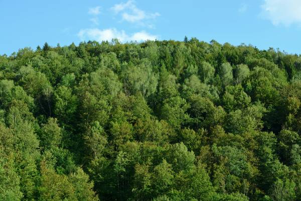 Jak zostać leśniczym